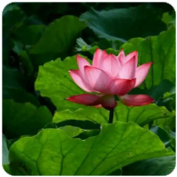 关于98堂登陆密码错误的问题❓设置安全问题后密码错误无法登录❓