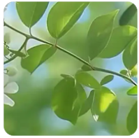 98堂（色花堂）总版规